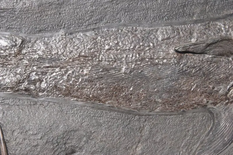 Pachycormus_Holzmaden_01b