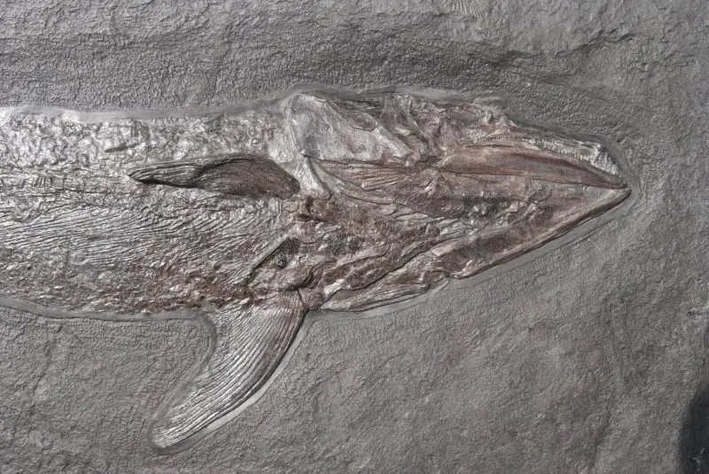 Pachycormus_Holzmaden_01c