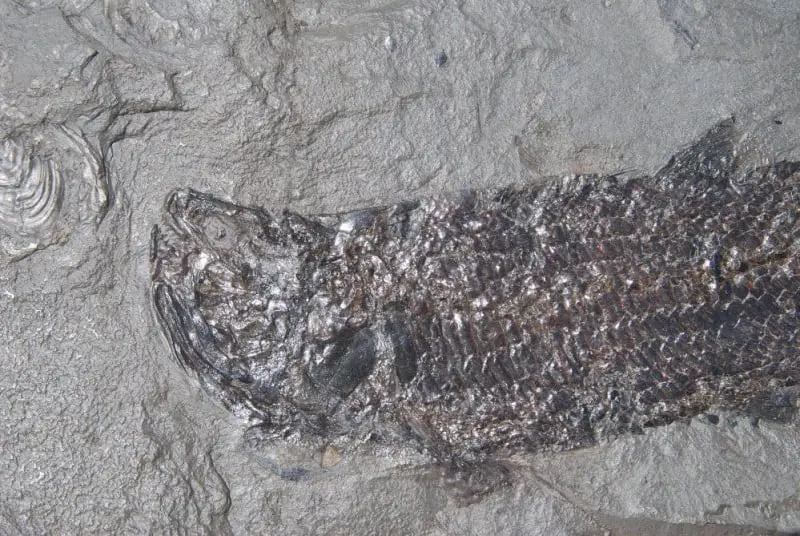 Pholidophorus bechei_Holzmaden_01b