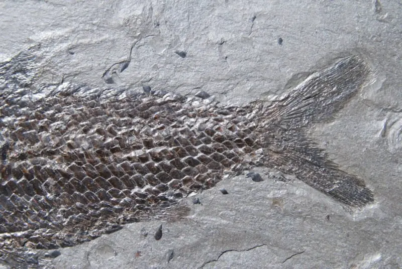 Pholidophorus bechei_Holzmaden_01c