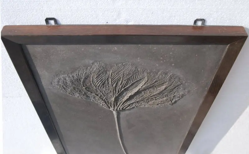 Holzmaden_Crinoid_Seirocrinus_06c