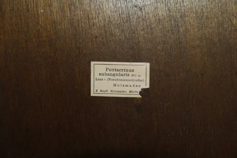 Holzmaden_Crinoid_Seirocrinus_06d