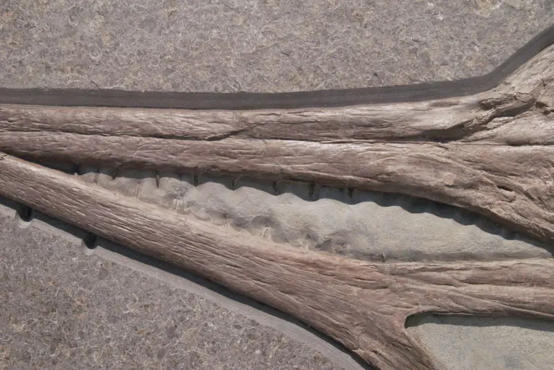 Steneosaurus_Holzmaden_01c