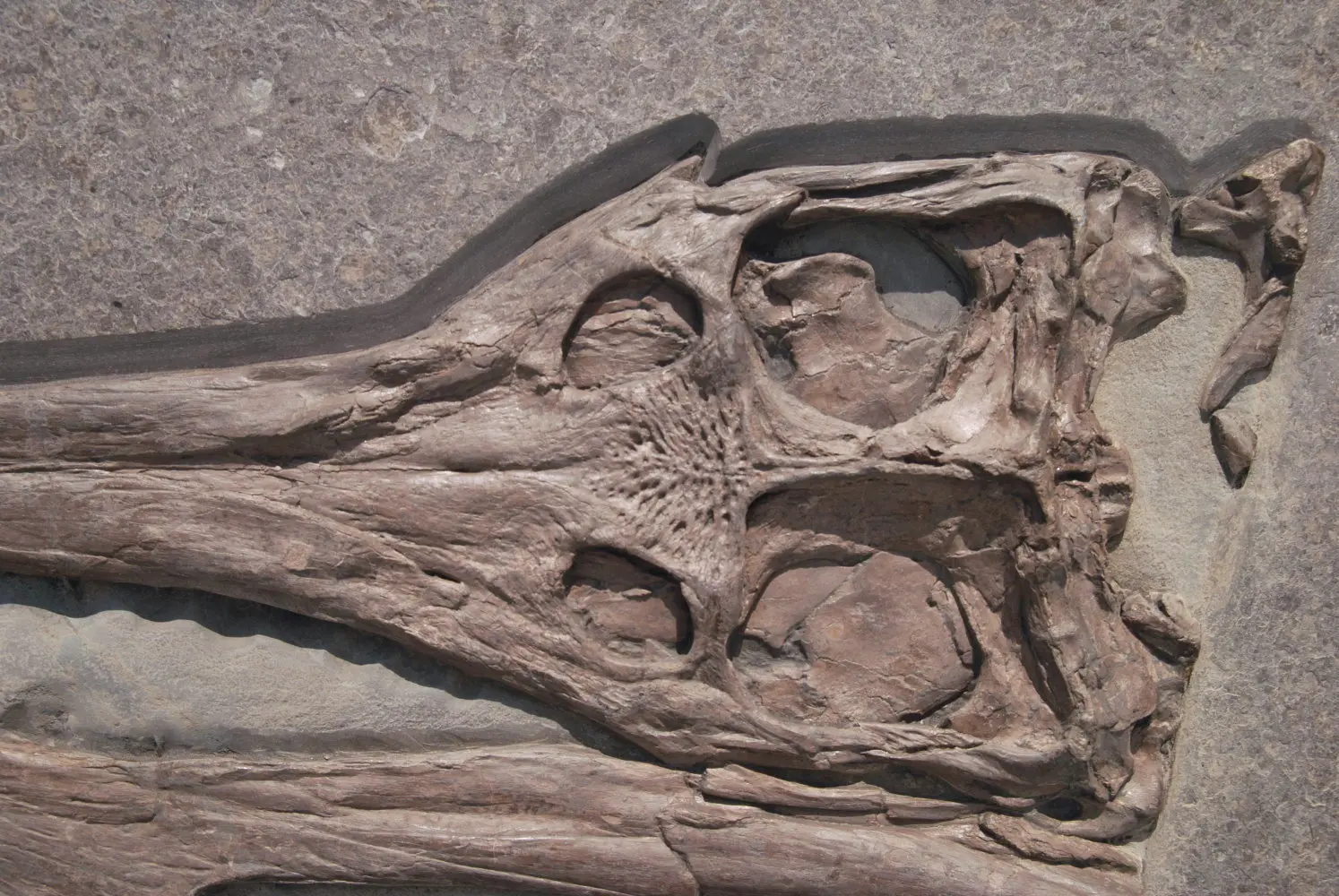 Steneosaurus_Holzmaden_01d