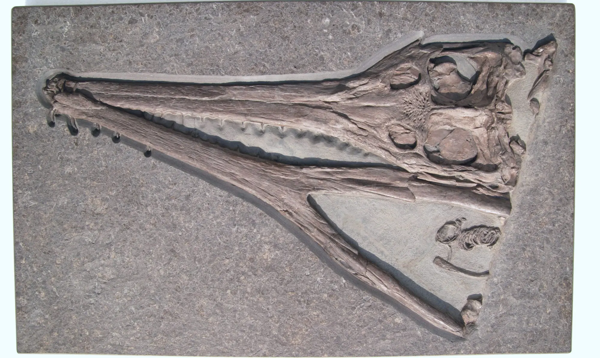 Steneosaurus_Holzmaden_01h