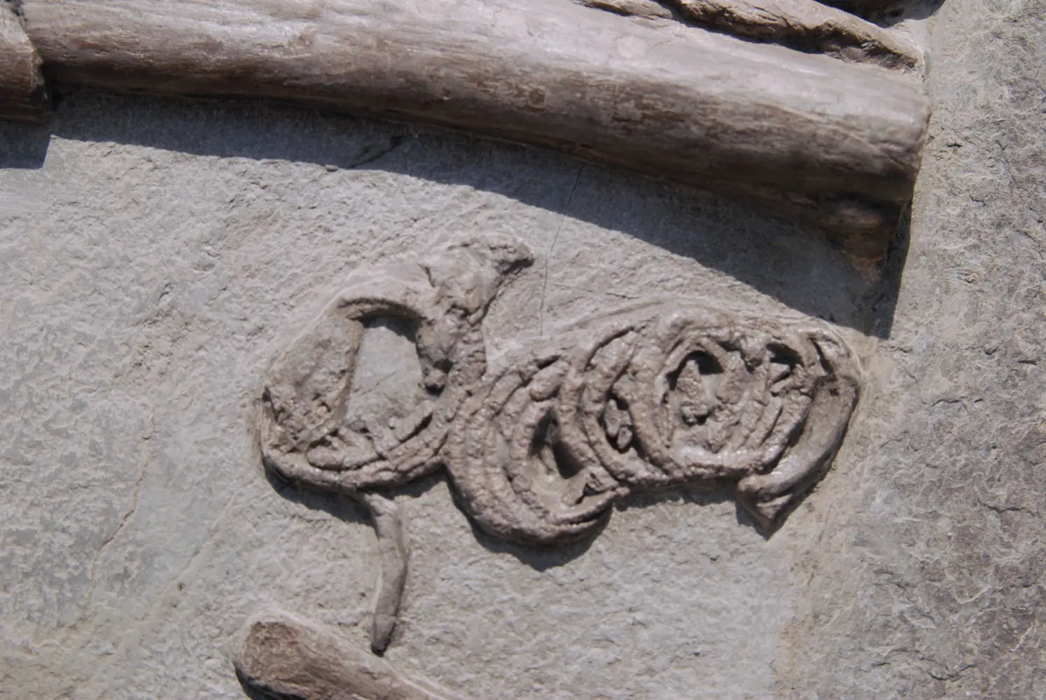 Steneosaurus_Holzmaden_01g