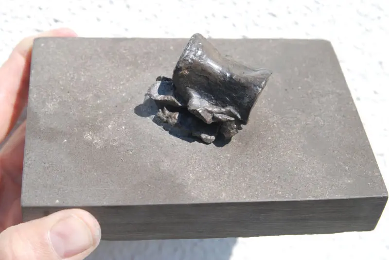 Steneosaurus_Holzmaden_02a