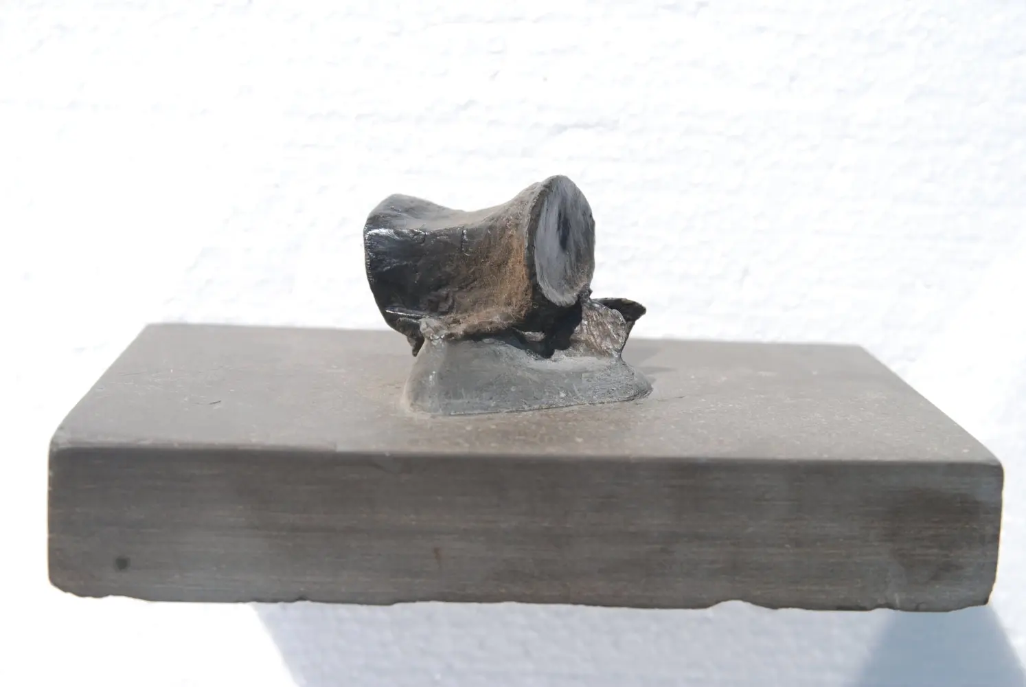 Steneosaurus_Holzmaden_02c